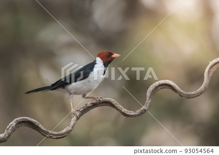 Yellow billed Cardinal,perched on a liana,Pantanal forest, Brazil 93054564