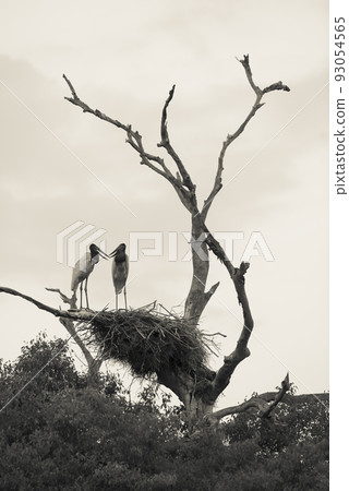Nest of jabiru with chicks, Pantanal, Brazil Nest of jabiru with chicks, Pantanal, Brazil 93054565
