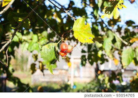 Crataegus laevigata, midland or English hawthorn or mayflower ripe berries at autumn. 93054705