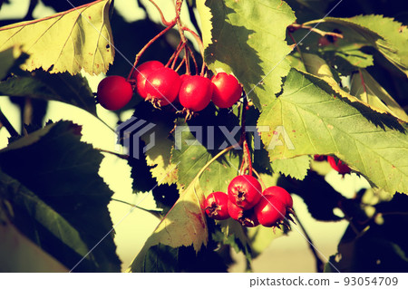 Red berries on thorny branches 93054709