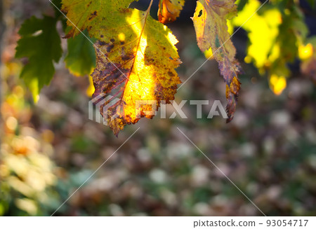 Crataegus laevigata, midland or English hawthorn or mayflower ripe berries at autumn. Crataegus laevigata, midland or English hawthorn or mayflower ripe berries at autumn. 93054717