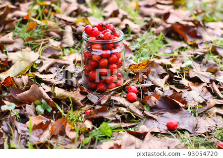 Crataegus laevigata, midland or English hawthorn or mayflower ripe berries at autumn. Crataegus laevigata, midland or English hawthorn or mayflower ripe berries at autumn. 93054720