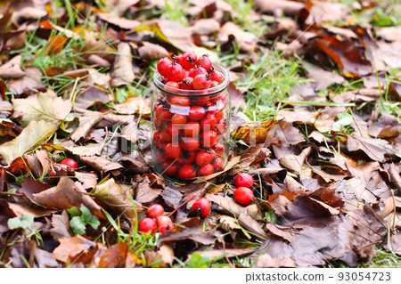 Crataegus laevigata, midland or English hawthorn or mayflower ripe berries at autumn. Crataegus laevigata, midland or English hawthorn or mayflower ripe berries at autumn. 93054723