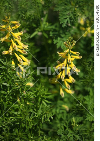 Wild grass Yellow flowers of Miyama Kikeman Wild grass Yellow flowers of Miyama Kikeman 93054980