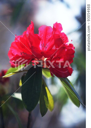 鮮紅色的杜鵑花 鮮紅色的杜鵑花 93054988