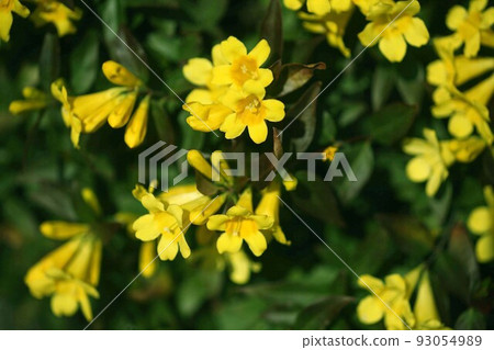 卡羅萊納茉莉花香味 93054989