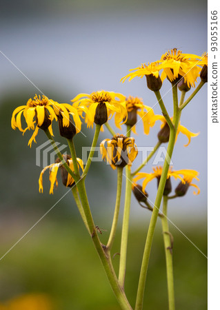 Marubada Kebuki on the shores of Lake Nozori 93055166