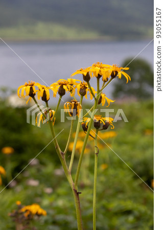 Marubada Kebuki on the shores of Lake Nozori 93055167