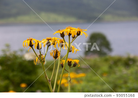 Marubada Kebuki on the shores of Lake Nozori 93055168