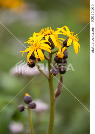 Nozori湖畔的丸田Kebuki 93055169