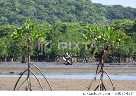 西表島退潮時兩隻蒼鷺在紅樹林中覓食的泥灘景觀 西表島退潮時兩隻蒼鷺在紅樹林中覓食的泥灘景觀 93055457
