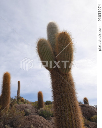 烏尤尼鹽灘印加和瓦西島㉗ 93055974