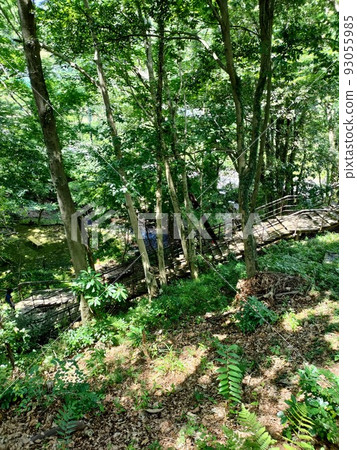 In the sunshine filtering through the trees, a path through the forest during summer vacation 93055985