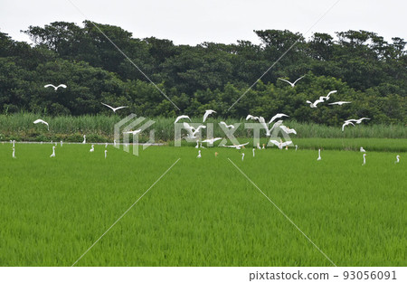 A group of herons swoop down in search of food in the paddy fields of Iriomote Island A group of herons swoop down in search of food in the paddy fields of Iriomote Island 93056091