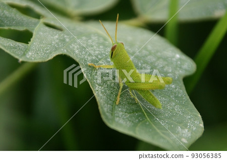 Grasshopper stagnating in the leaves Grasshopper stagnating in the leaves 93056385