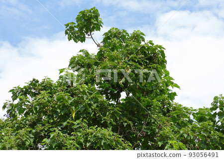 The leaves of a paulownia tree are full of fruit, Tadami Town, Fukushima Prefecture 93056491