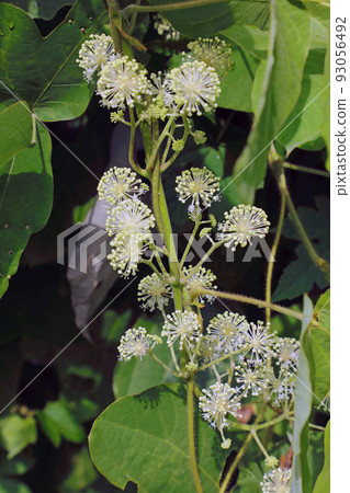 Udo blossoms Tadami Town, Fukushima Prefecture 93056492