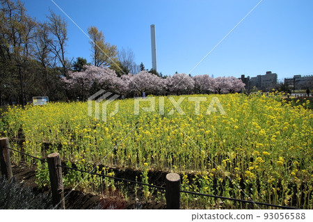 Roka Koshunen Flower Hill 高遠小彼岸櫻和油菜花 Roka Koshunen Flower Hill 高遠小彼岸櫻和油菜花 93056588