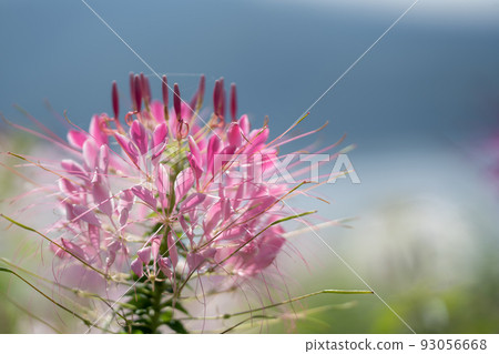 Cleome flowers that bloom vigorously even in the hot summer Cleome flowers that bloom vigorously even in the hot summer 93056668