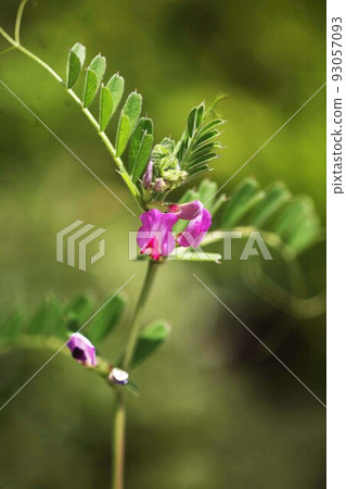 Flower of wild grass flower noote 93057093