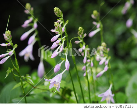 玉簪花 玉簪花 93057133