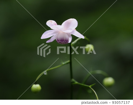 Renge goshoma Renge goshoma 93057137