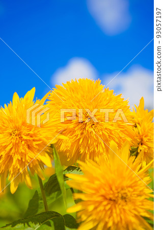 Double sunflowers and blue sky Double sunflowers and blue sky 93057197