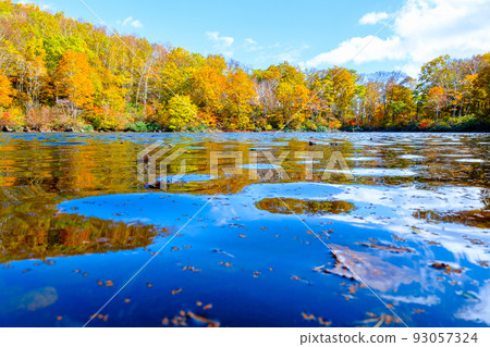 Autumn leaves of Sennin Pond (Sasagamine Plateau) 93057324