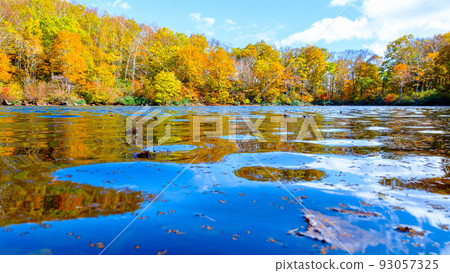 Autumn leaves of Sennin Pond (Sasagamine Plateau) 93057325