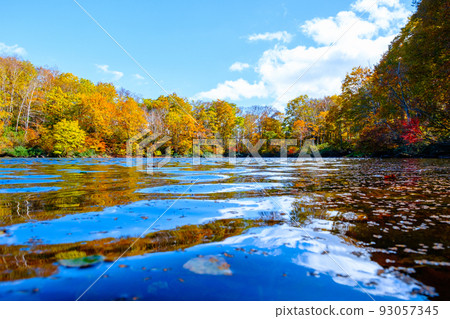 Autumn leaves of Sennin Pond (Sasagamine Plateau) 93057345