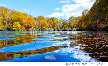 Autumn leaves of Sennin Pond (Sasagamine Plateau) 93057346