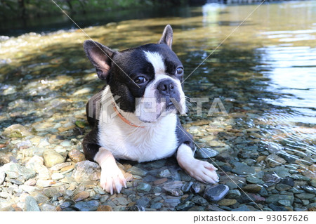 A popular spot for playing in the river, Mighty-kun, a cute Boston Terrier lying down on the waterside of the Tokigawa River in Tokigawa Town. A popular spot for playing in the river, Mighty-kun, a cute Boston Terrier lying down on the waterside of the Tokigawa River in Tokigawa Town. 93057626