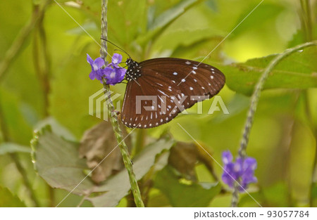 A purple butterfly sucking nectar from the purple flowers of Chirimen-no-gaboso found on Iriomote Island 93057784