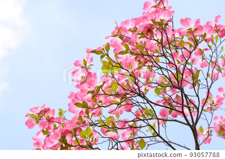 粉紅山茱萸 93057788