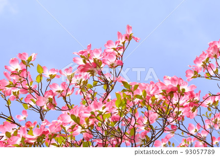 粉紅山茱萸 93057789