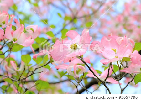 粉紅山茱萸 93057790