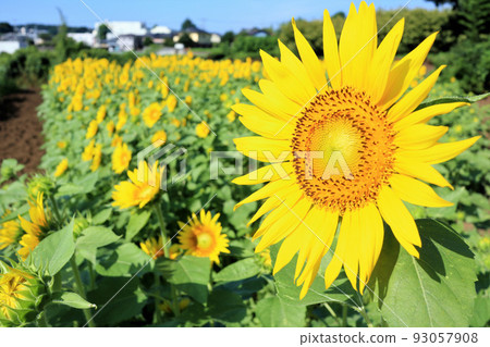 Sunflower field 93057908