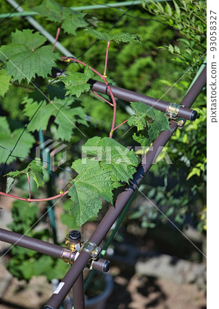 my grape garden my grape garden 93058327