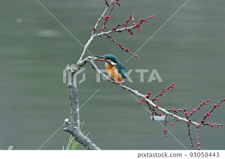 翠鳥捕獲食物 93058443