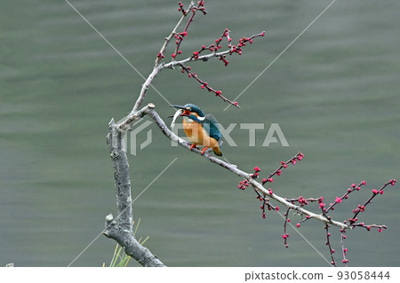 Kingfisher catches food 93058444