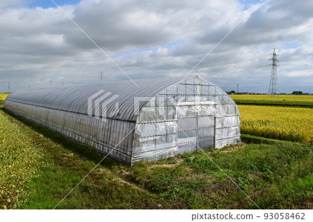 Greenhouse greenhouse cultivation 93058462