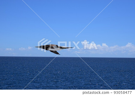 小笠原群島鰹鳥 93058477