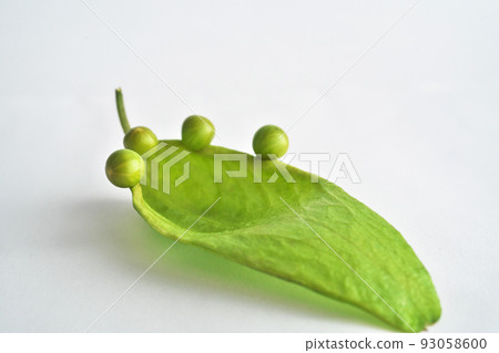 Aogiri 種子附著在葉子狀的袋子上（夏天，八月） 93058600