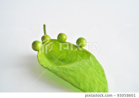 Aogiri 種子附著在葉子狀的袋子上（夏天，八月） 93058601