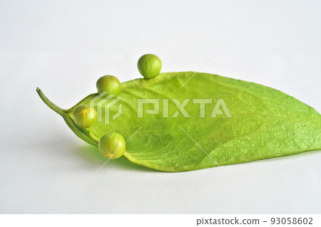 Aogiri 種子附著在葉子狀的袋子上(夏天,八月) Aogiri 種子附著在葉子狀的袋子上(夏天,八月) 93058602