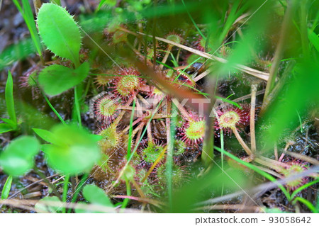 [國家天然紀念物] 岡山縣新見市濕地中生長的食蟲植物 Koigakubo Wetland Drosera 3 93058642
