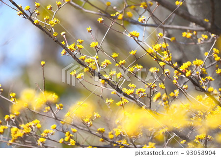 黃色山蘇玉花 93058904