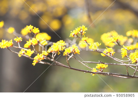 Yellow Sansuyu flowers Yellow Sansuyu flowers 93058905