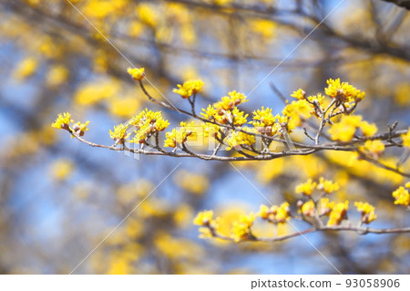 黃色山蘇玉花 93058906