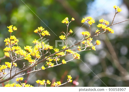 黃色山蘇玉花 93058907